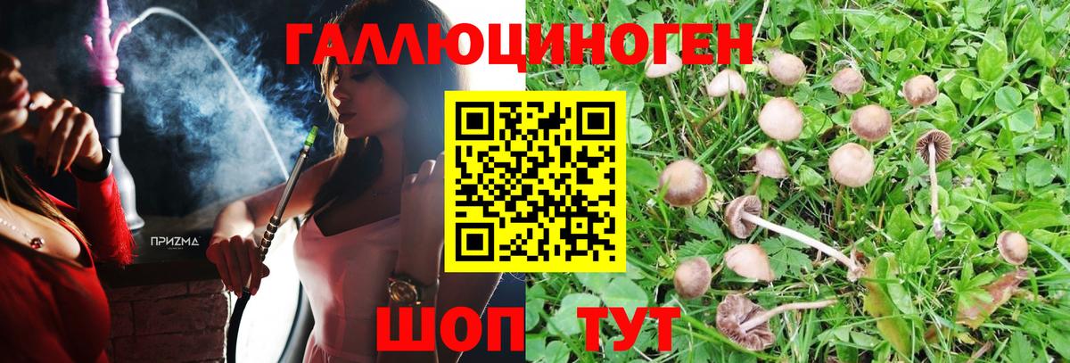 Псилоцибиновые грибы Psilocybe Будённовск